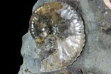 Hoploscaphites Ammonite and Baculites Association - South Dakota #86212-2